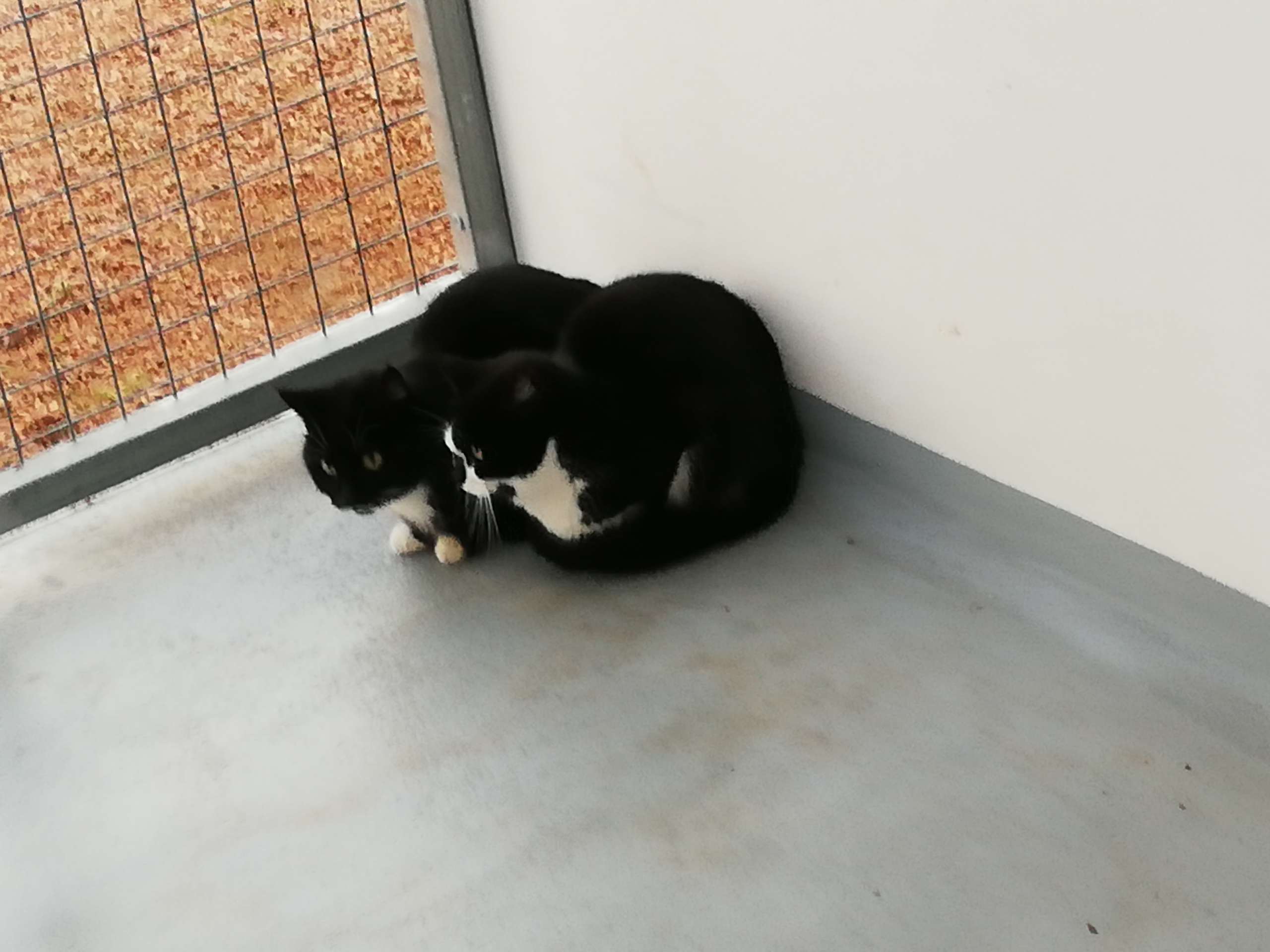 Duas gatas