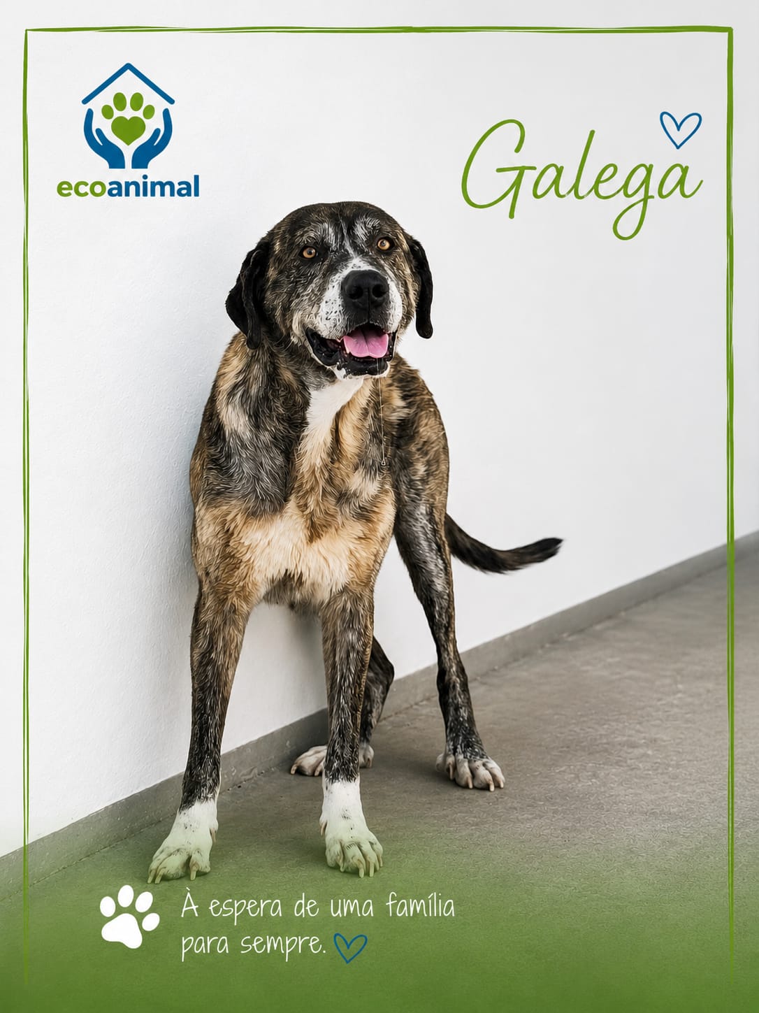 Galega