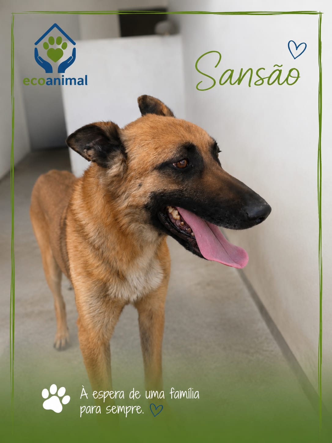 Sansão
