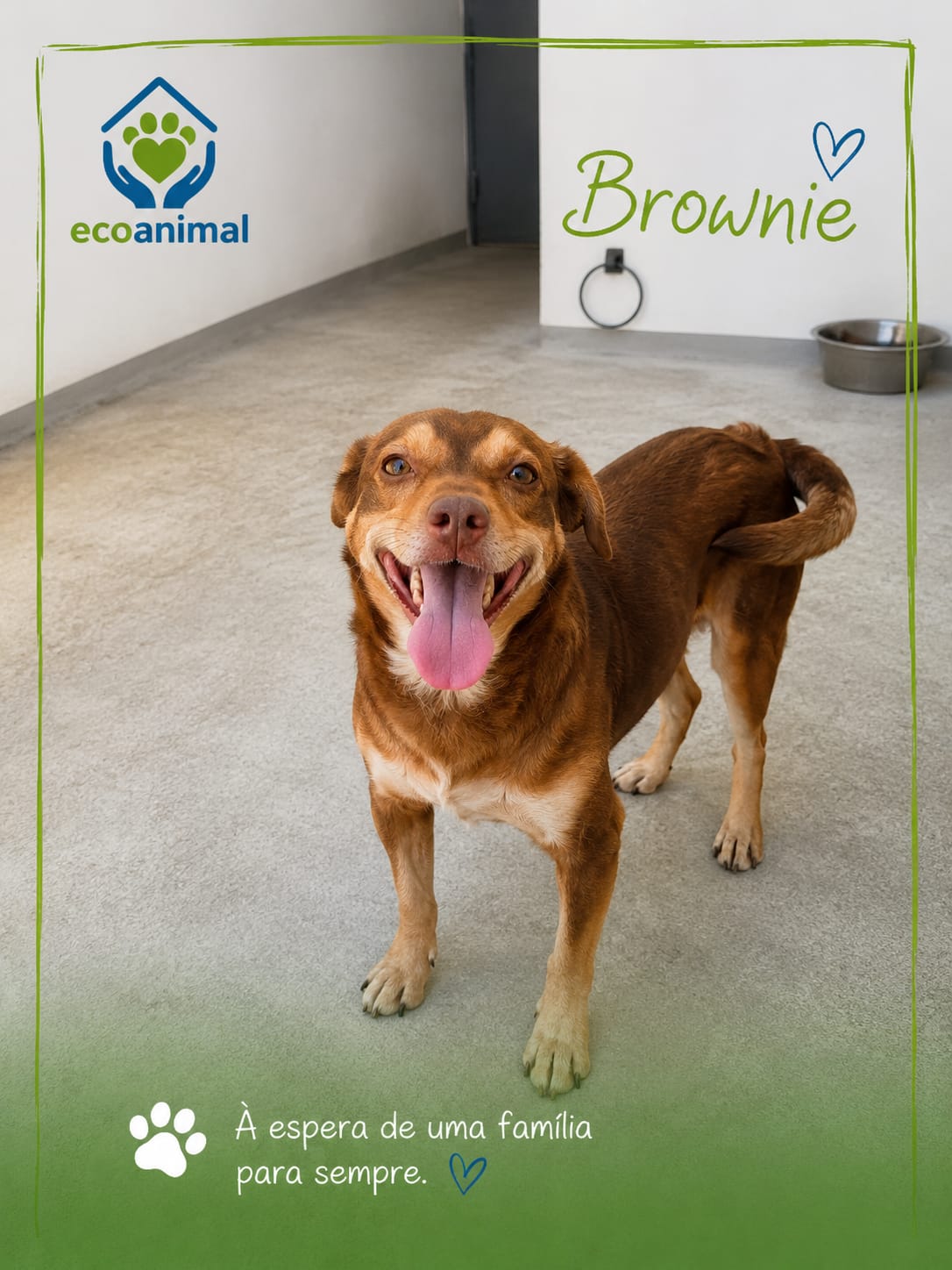 Brownie